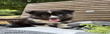 Max