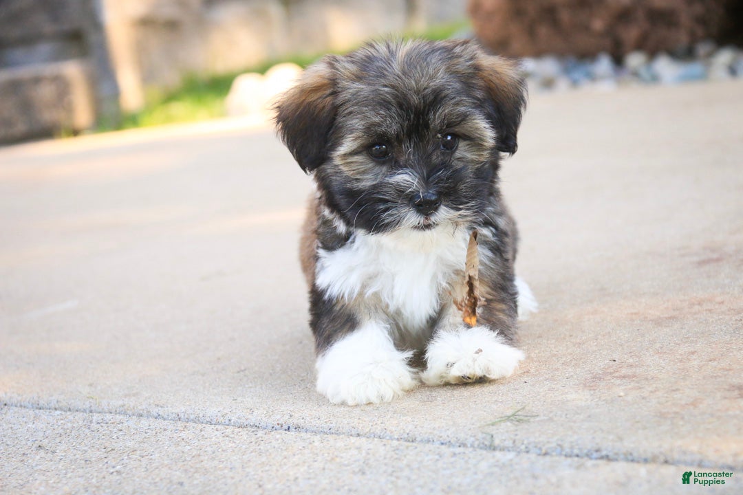 Havanese dogs Carrie Havanese  - Ad 2