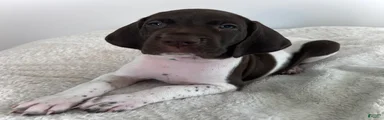 Noble