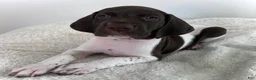 German Shorthaired Pointer dogs for sale: Noble - Ad 1