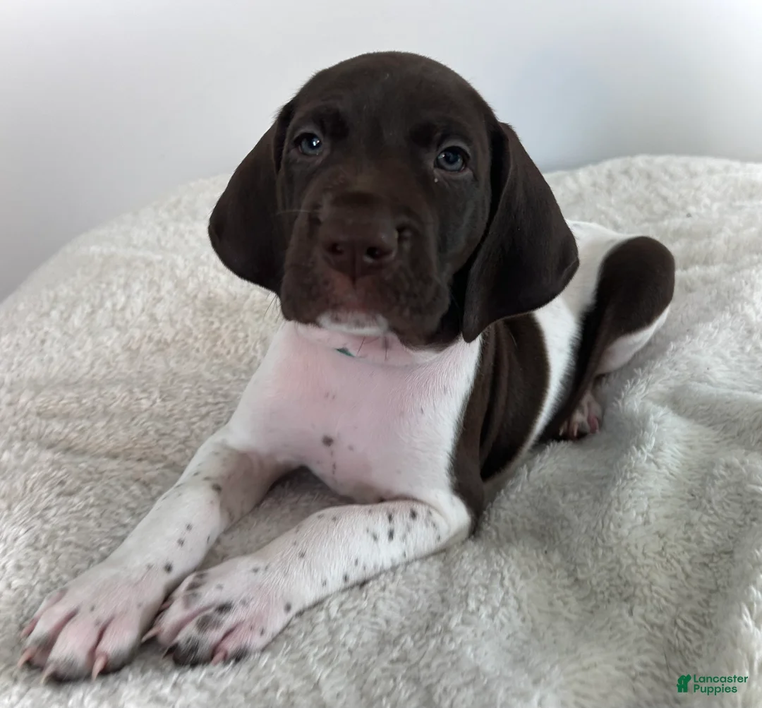 German Shorthaired Pointer dogs for sale: Noble - Ad 1