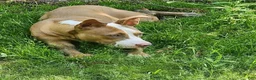 American Bulldog dogs for sale: American Bulldog female - Ad 4