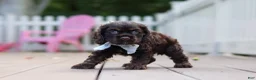 Cocker Spaniel dogs for sale: Mason - Ad 5