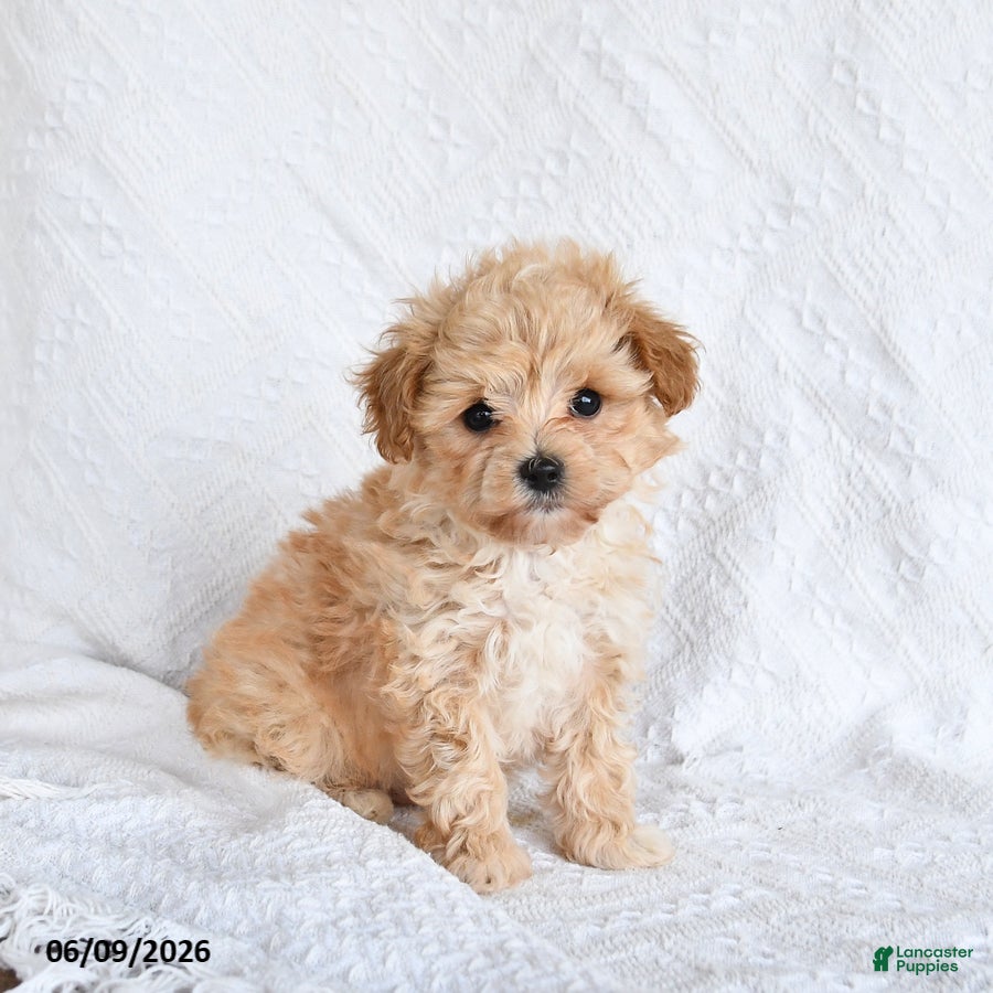 Maltipoo dogs Peaches - Ad 1