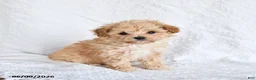Maltipoo dogs for sale: Peaches - Ad 1