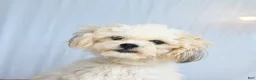 Mixed Breed dogs for sale: Marble - Ad 6