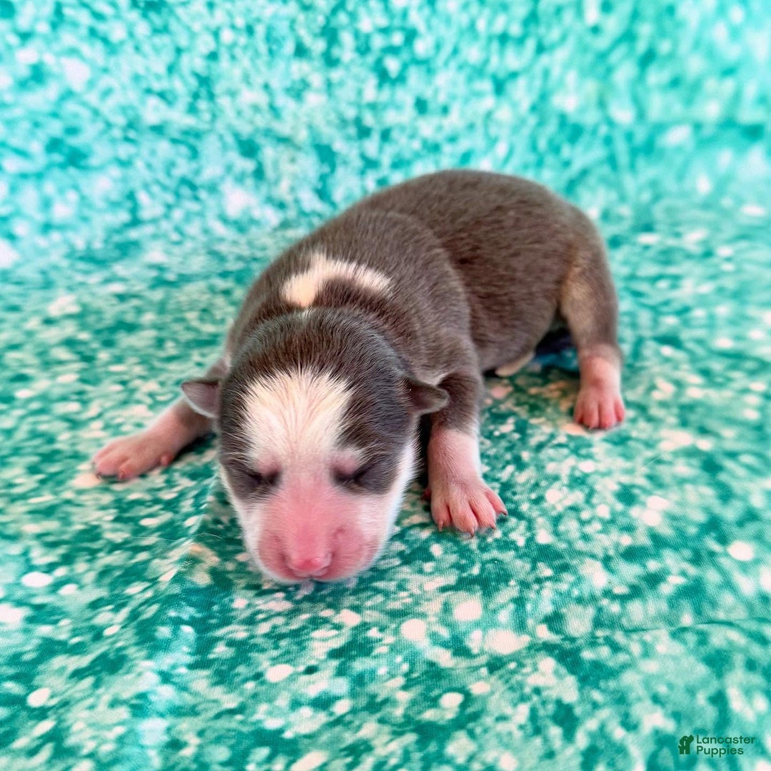 Pomsky dogs for sale: Zara - Ad 11