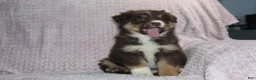 Australian Shepherd dogs for sale: Poppy - Ad 4