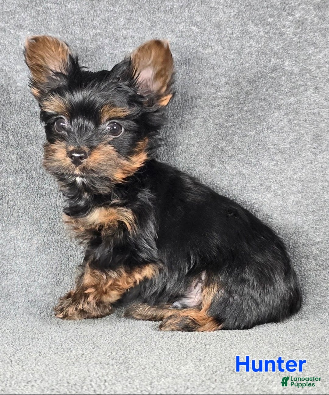 Yorkshire Terrier dogs for sale: Hunter Teacup  - Ad 3