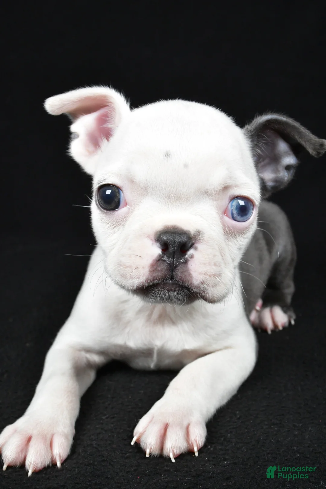 Boston Terrier dogs for sale: Addie - Ad 2