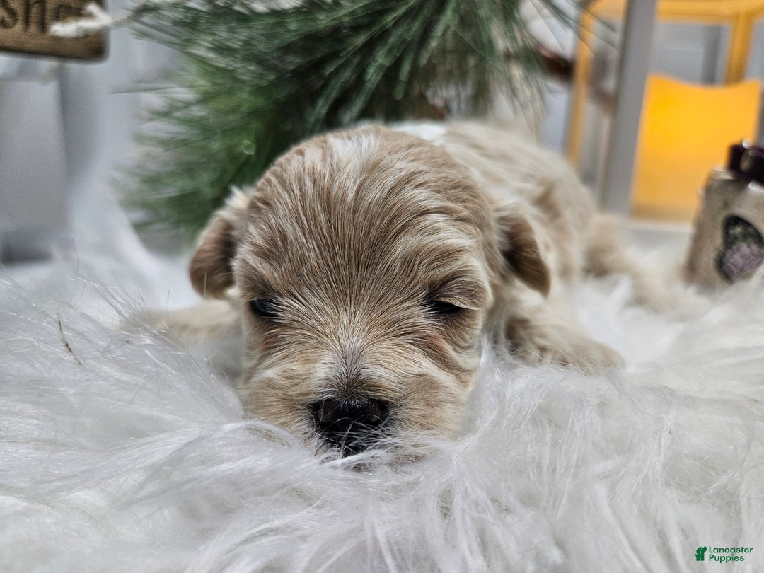 Maltipoo dogs for sale: Maltipoo Sylvian - Ad 5
