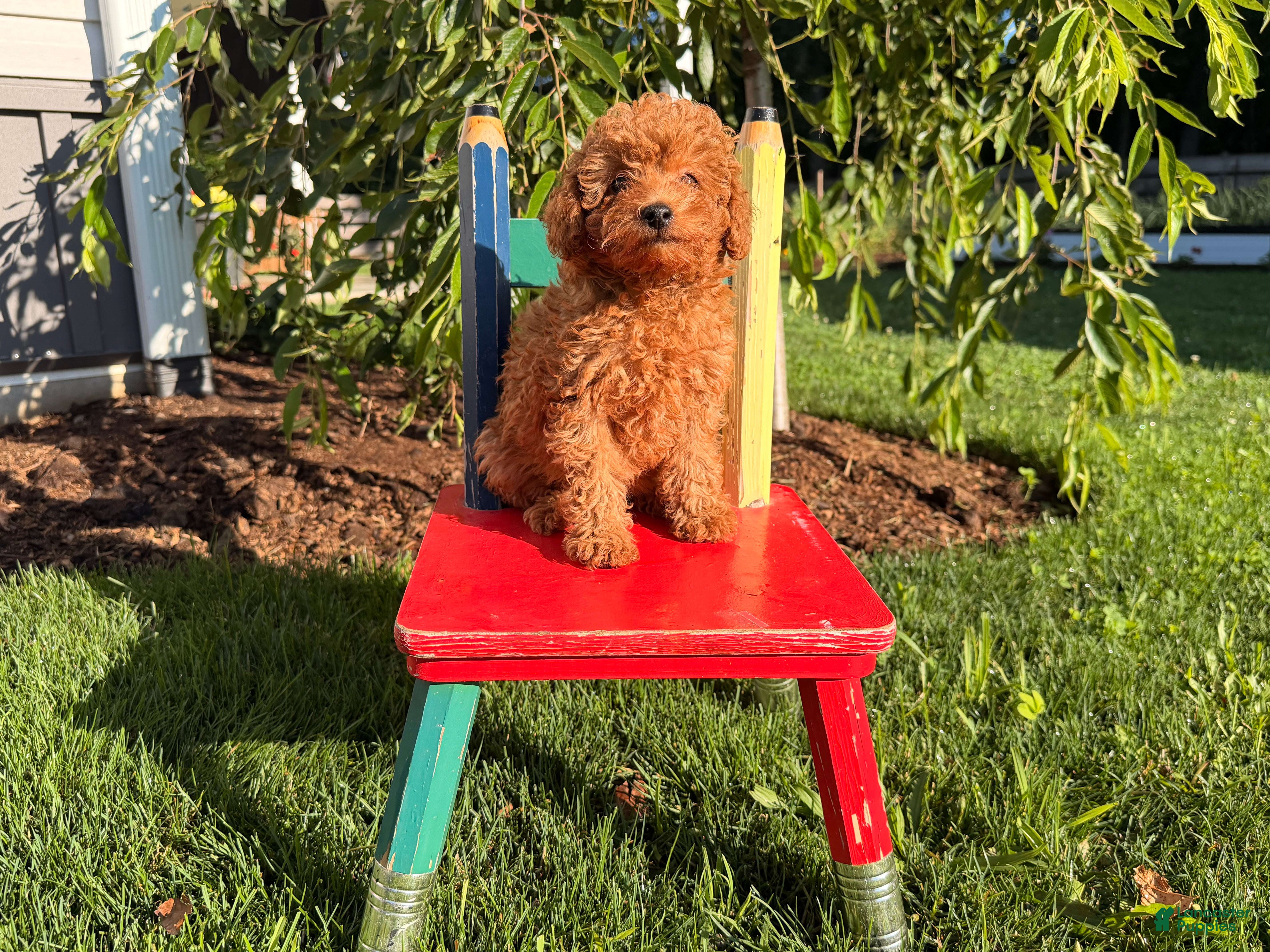 Toy Poodle dogs Jewel - Ad 1
