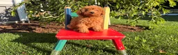 Toy Poodle dogs for sale: Jewel - Ad 1