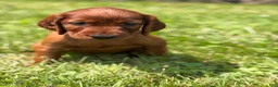 Irish Setter dogs for sale: Light green collar  - Ad 3