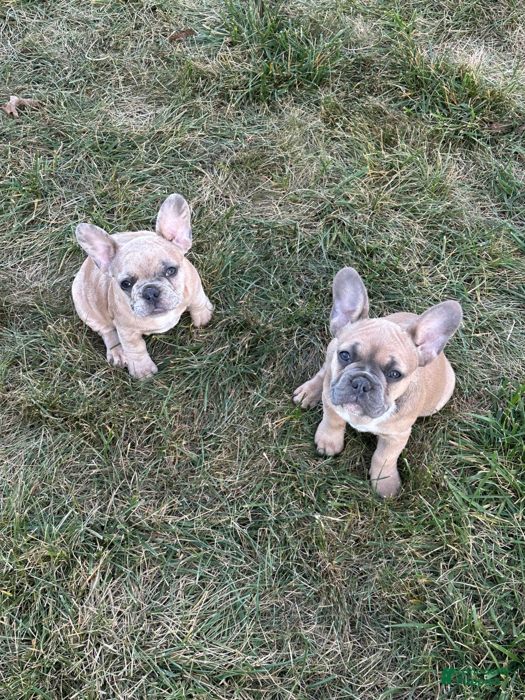 French Bulldog dogs for sale: Trina - Ad 6