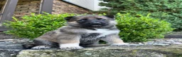 German Shepherd dogs for sale: Capri - Ad 3