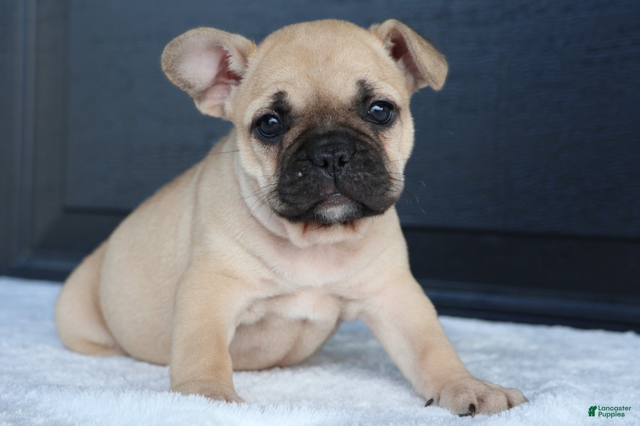 French Bulldog dogs for sale: Rhoda - Ad 1