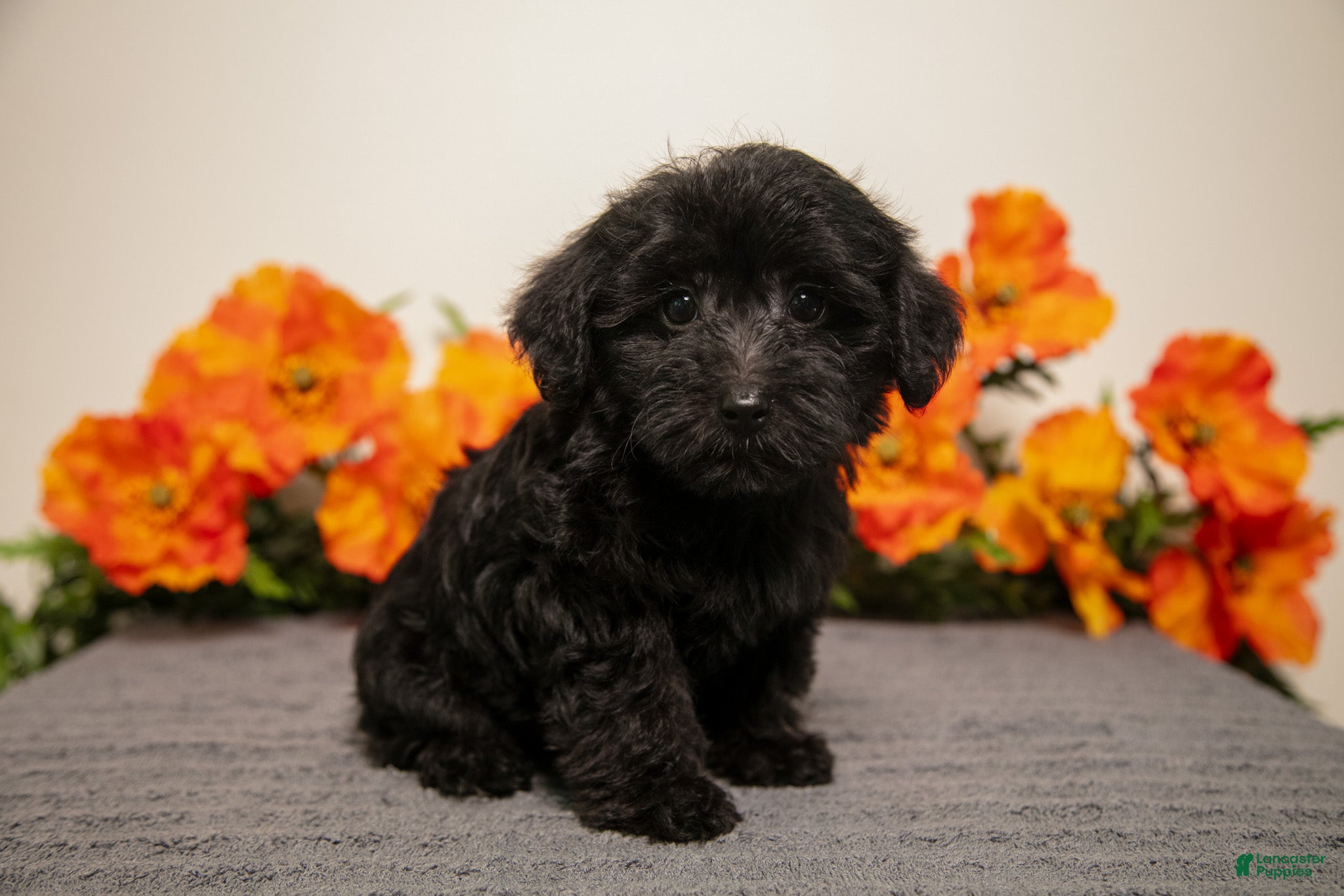 Yorkiepoo dogs Miko - Ad 2