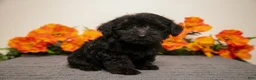 Yorkiepoo dogs for sale: Miko - Ad 2