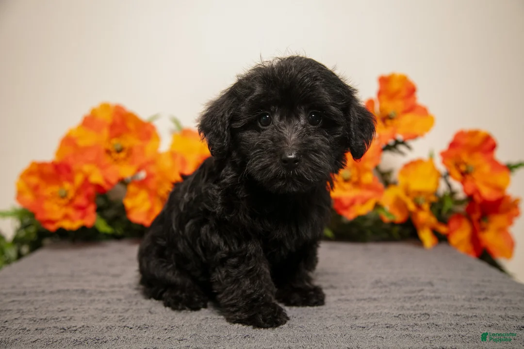 Yorkiepoo dogs for sale: Miko - Ad 2