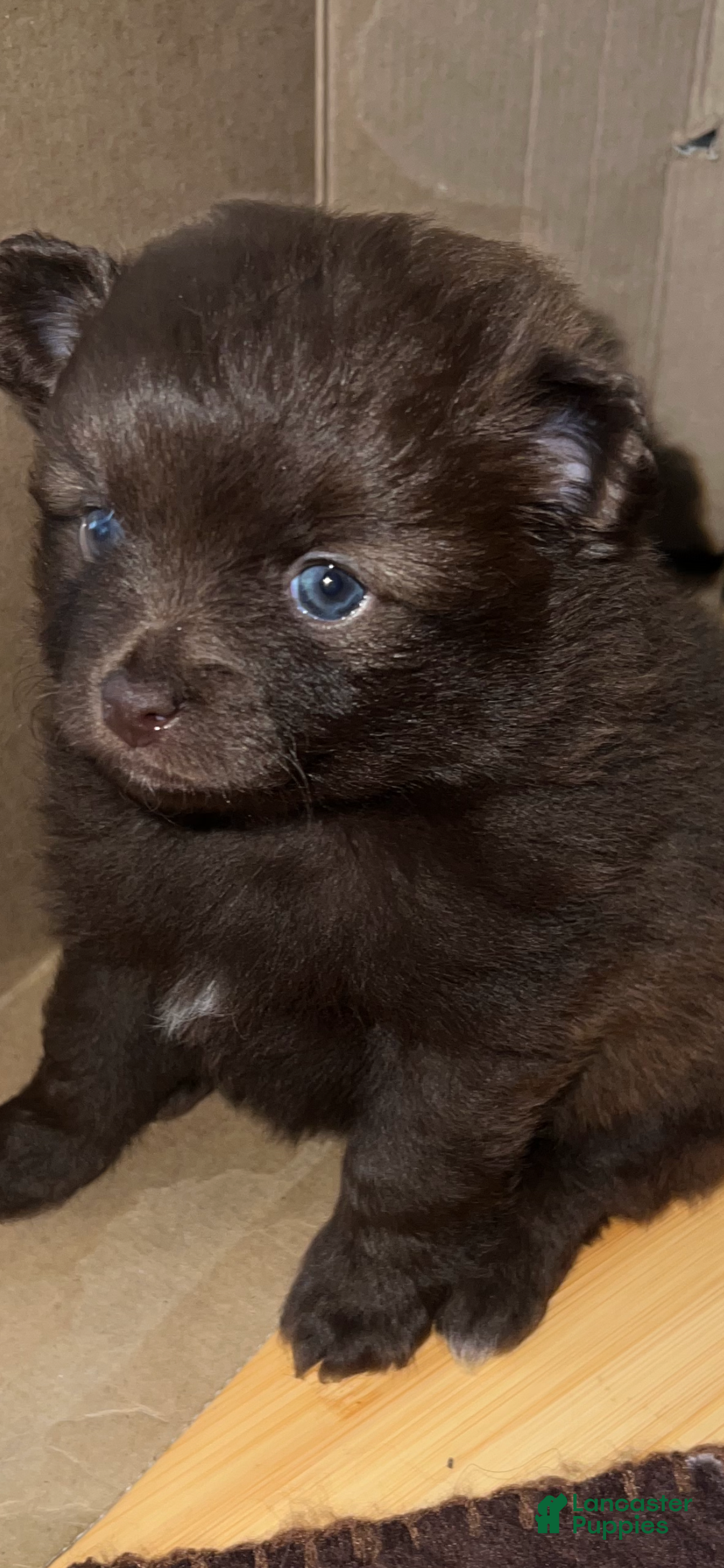Pomeranian dogs Pomeranian 3 - Ad 1