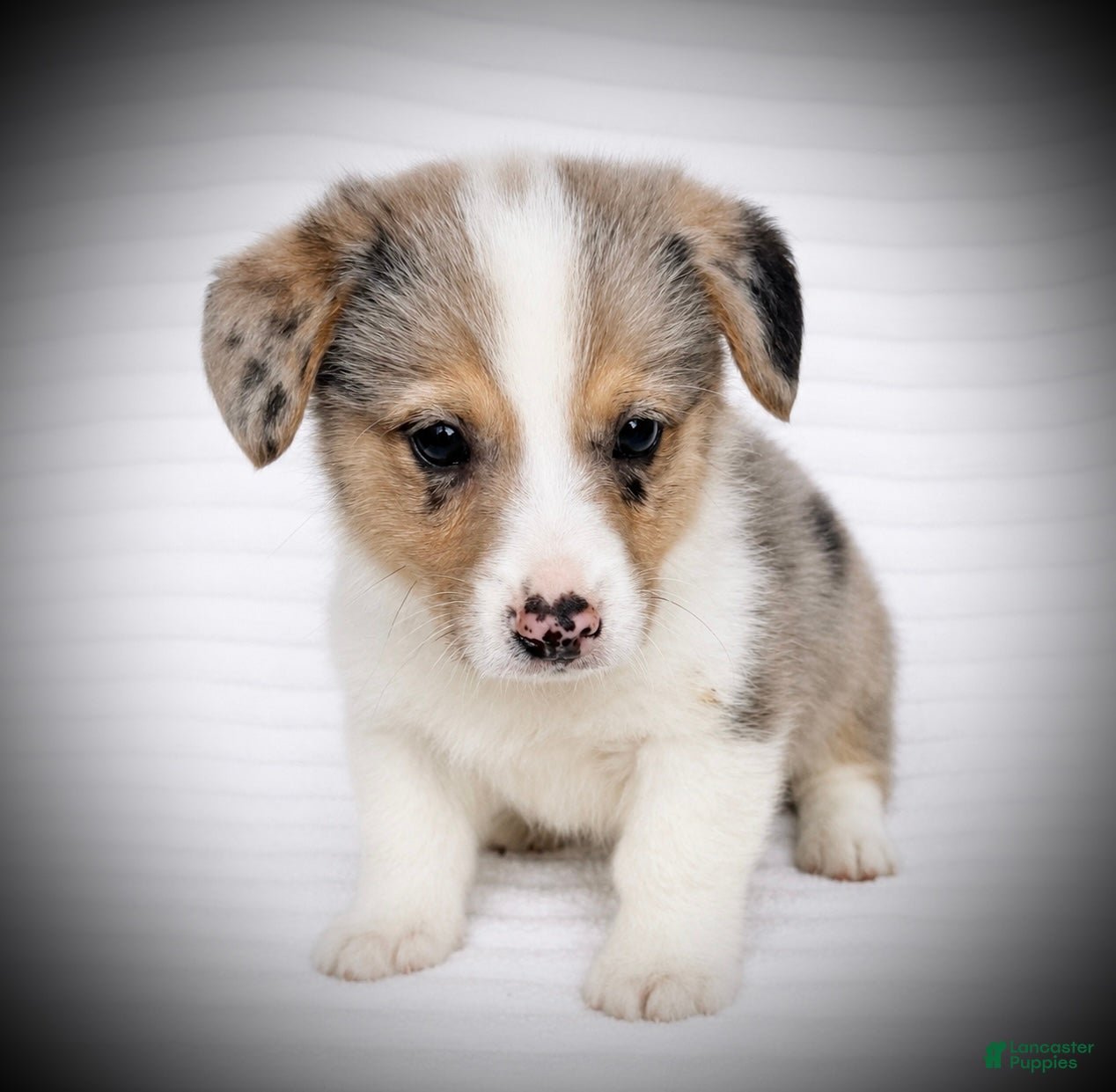 Welsh Corgi Pembroke dogs Brady - Ad 2