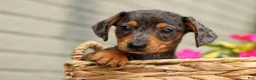 Miniature Dachshund dogs for sale: Holly 🌸 - Ad 5