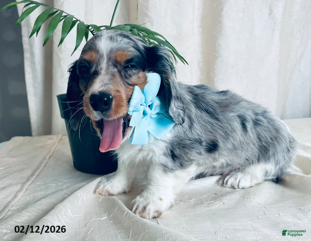 Miniature Dachshund dogs for sale: Cody - Ad 4