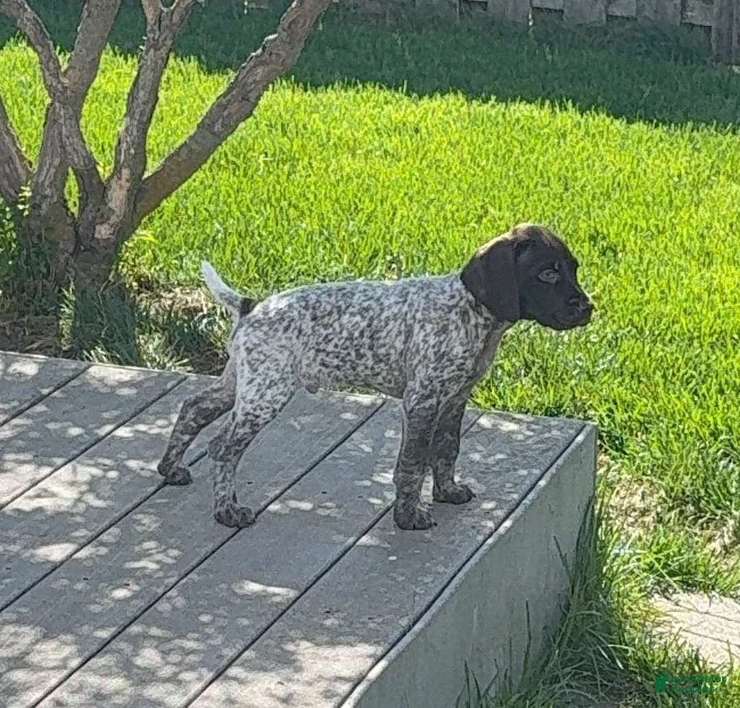 German Shorthaired Pointer dogs for sale: German Shorthaired Pointer Puppy 1 - Ad 1