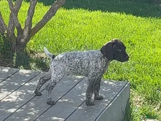 German Shorthaired Pointer dogs German Shorthaired Pointer Puppy 1 - Ad 1