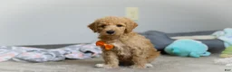 Standard Poodle dogs for sale: Gus AKC - Ad 4
