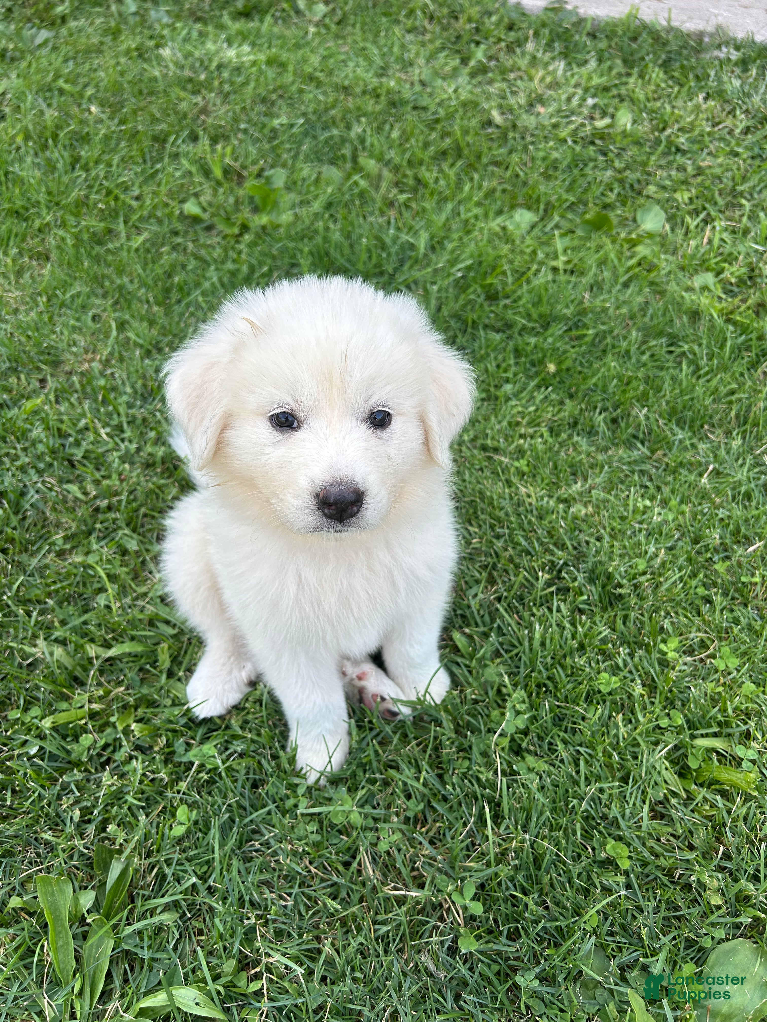 Great Pyrenees dogs Charlie - Ad 13