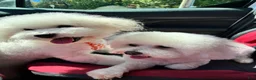 Bichon Frise dogs for sale: Bichon Frise 1 - Ad 3