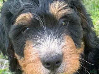 Bernedoodle dogs for sale: Oakley - Ad 1