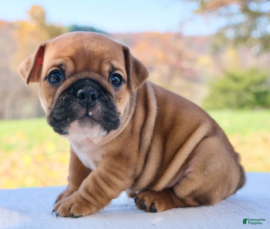 English Bulldog dogs for sale: Zoey - Ad 7