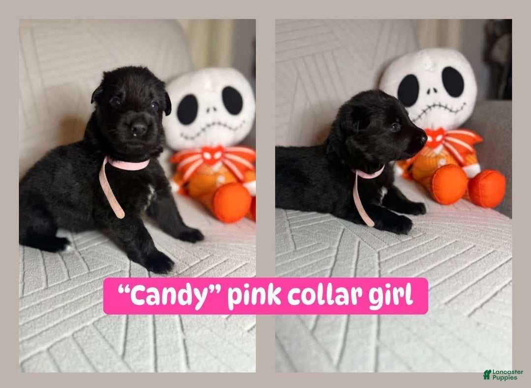 German Shepherd dogs for sale: Candy - Ad 3