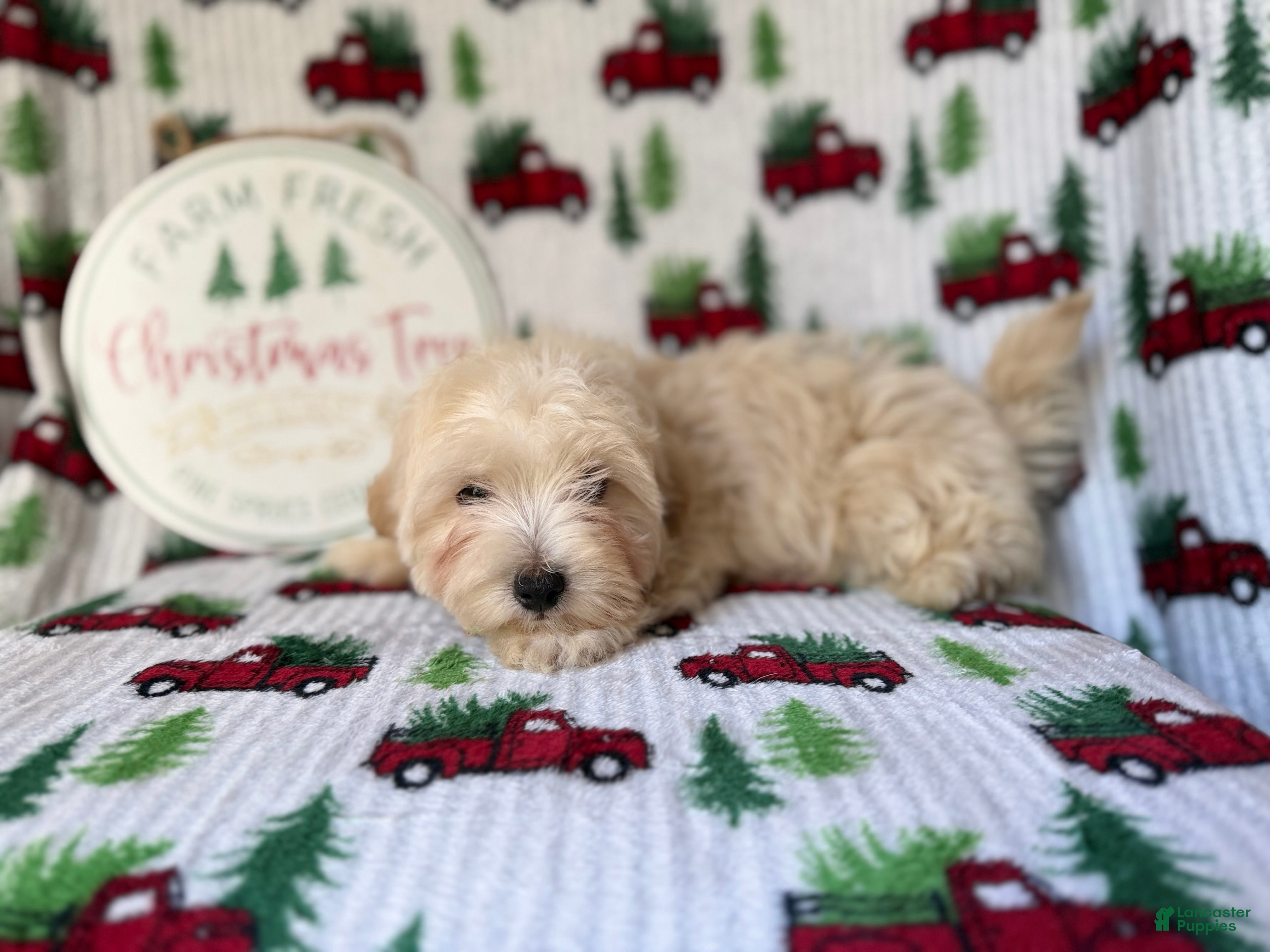 Maltipoo dogs Jingle - Ad 1