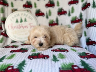 Maltipoo dogs Jingle - Ad 3