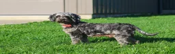 Cavapoo dogs for sale: Cocoa - Ad 9