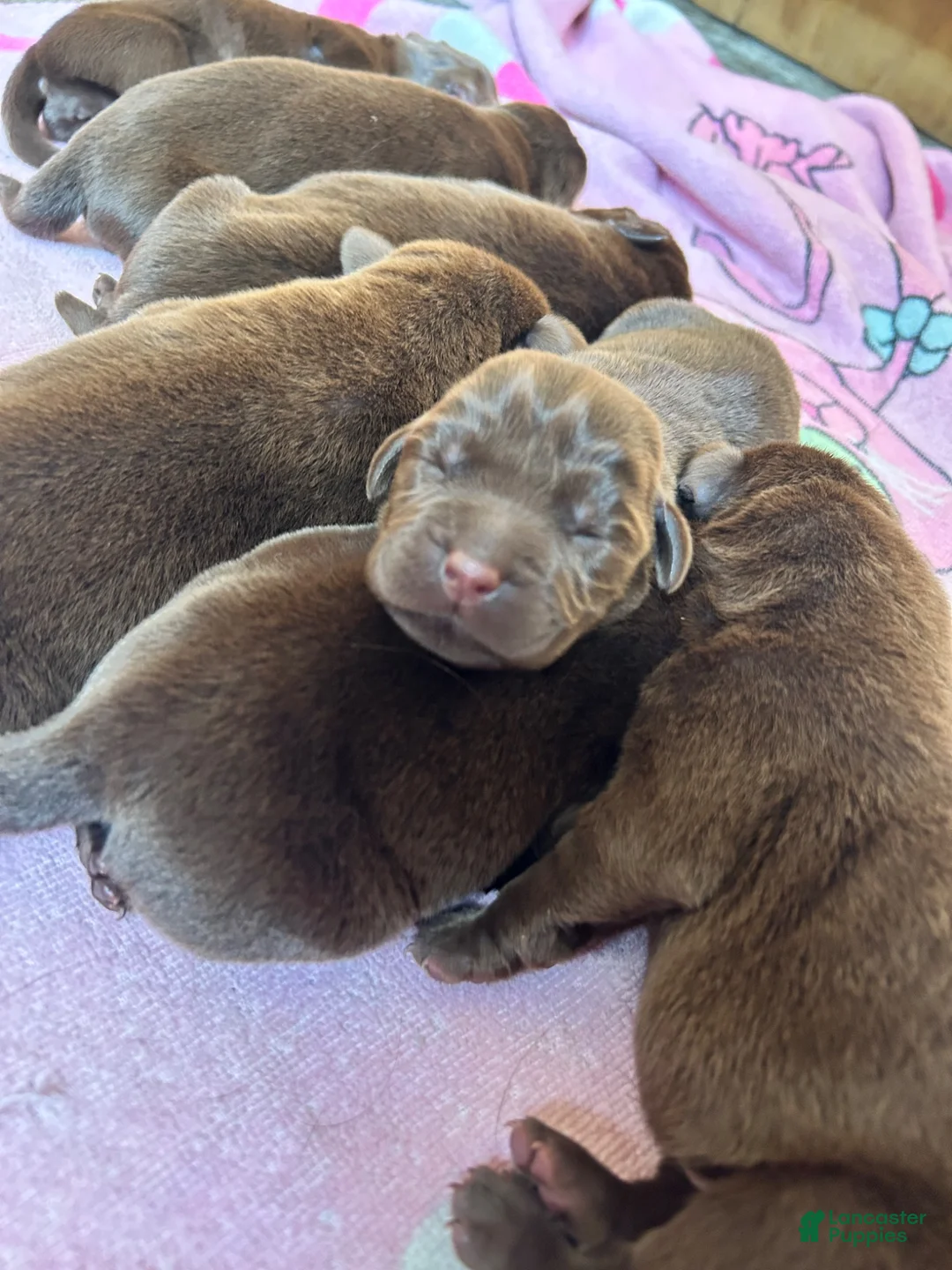 Labrador Retriever dogs for sale: Labrador Retriever 4 - Ad 1