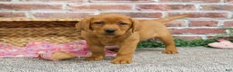 Labrador Retriever dogs for sale: Foxy  - Ad 4