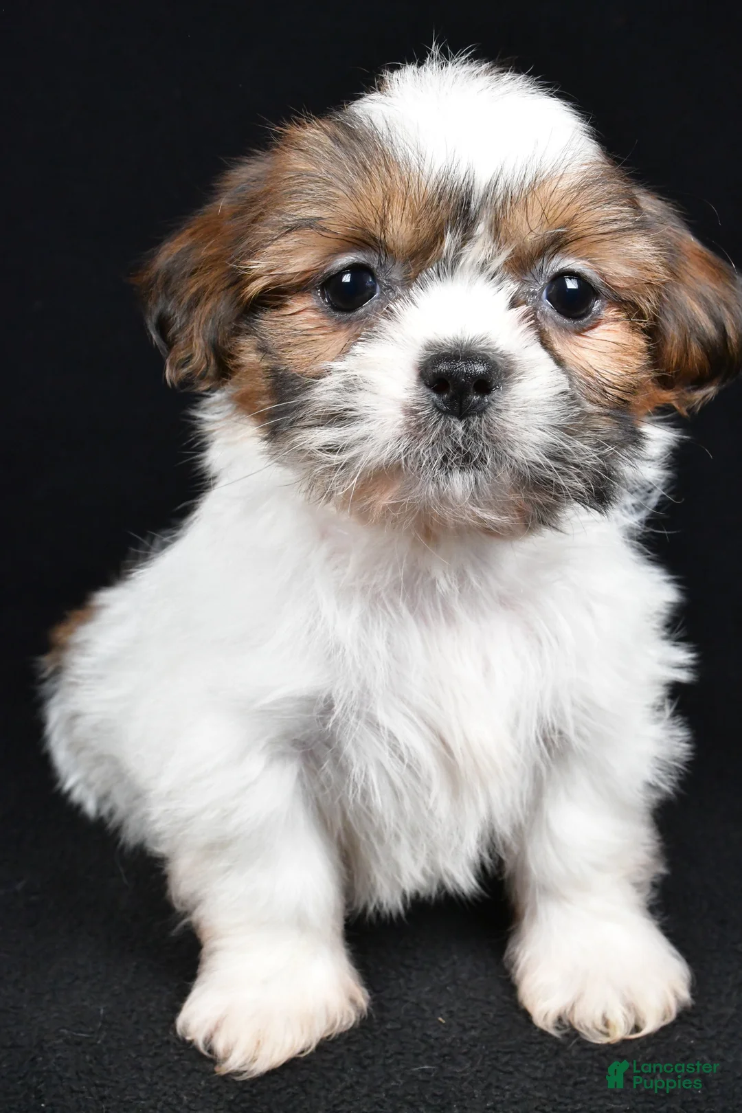 Shih Tzu dogs for sale: Bella - Ad 10