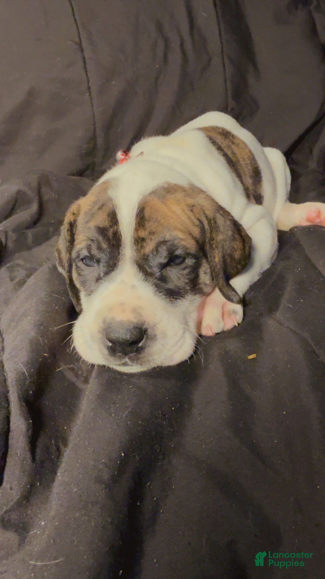 Great Dane dogs for sale: Howard - Ad 8