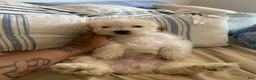 Maltipoo dogs for sale: Maltipoo Puppy 1 - Ad 3