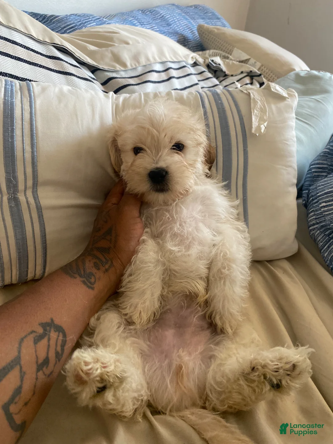 Maltipoo dogs for sale: Maltipoo Puppy 1 - Ad 3