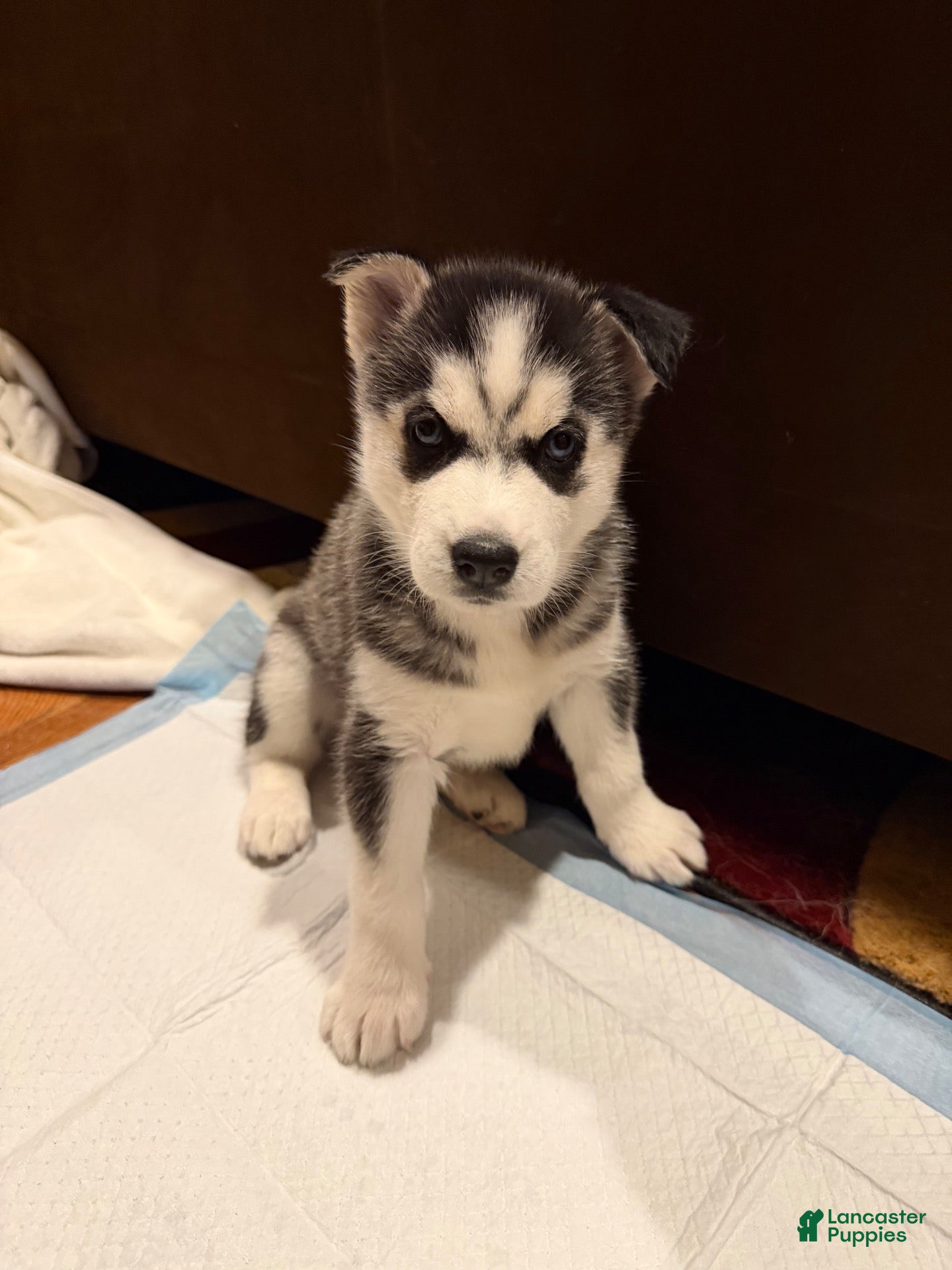 Siberian Husky dogs for sale: storm(girl) - Ad 28