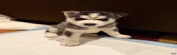 Siberian Husky dogs for sale: storm(girl) - Ad 1