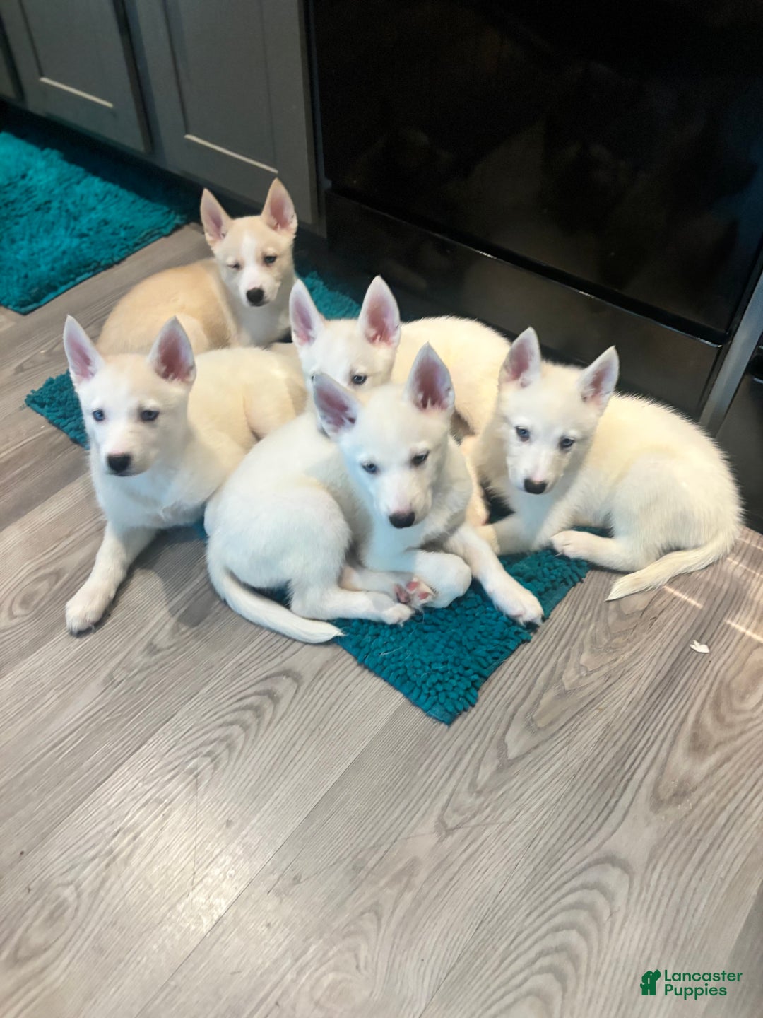 Pomsky dogs for sale: Biscuits  - Ad 6