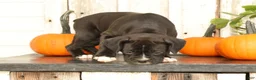 Boxer dogs for sale: Flash - Ad 6