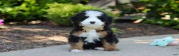 Mini Bernedoodle dogs for sale: Kip - Ad 3